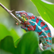 Illustration for article titled This Chameleon-Like Material Could Let Robots Camouflage Themselves In Real Time
